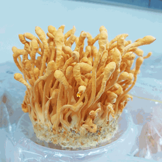 Đông Trùng Hạ Thảo (tươi)